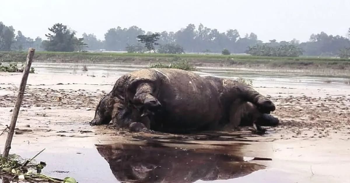 কুড়িগ্রামে ভেসে এলো মৃত গন্ডারের