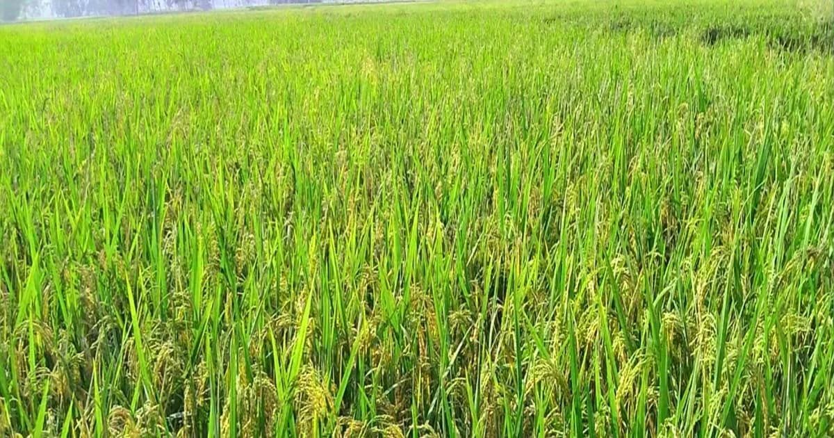 পঞ্চগড়ে বিস্তৃর্ণ জমিতে আমন ধানে কৃষকরে সোনালি স্বপ্ন