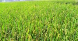 পঞ্চগড়ে বিস্তৃর্ণ জমিতে আমন ধানে কৃষকরে সোনালি স্বপ্ন