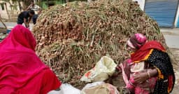 কুষ্টিয়ায় পেঁয়াজে বাম্পার ফলন, চাহিদার তুলনায় উদ্বৃত্ত প্রায় ২ লাখ টন