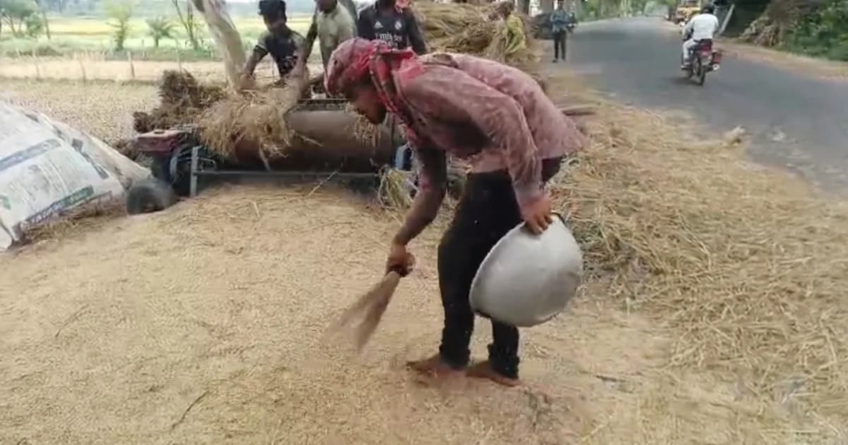 জীবননগরে বৈরী আবহাওয়ায় পাকা ধান ঘরে তুলতে দুশ্চিন্তায় চাষিরা