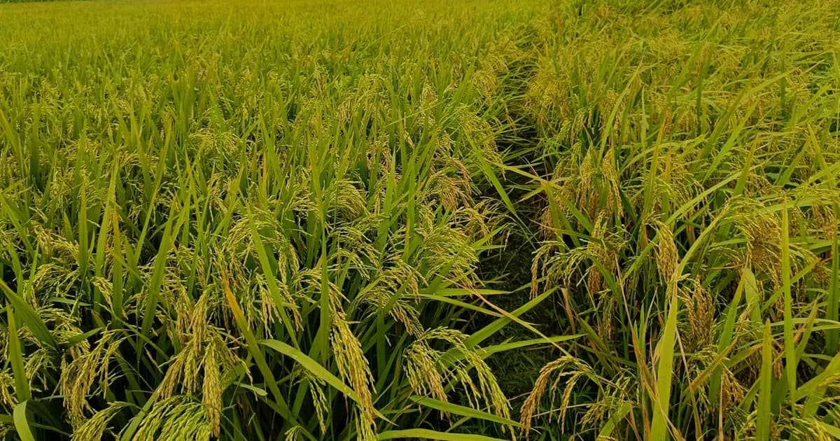 জীবননগরে বোরো ধানের বাম্পার ফলনের আশা, ঝড়-শিলাবৃষ্টিতে দুশ্চিন্তায় কৃষক