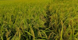 জীবননগরে বোরো ধানের বাম্পার ফলনের আশা, ঝড়-শিলাবৃষ্টিতে দুশ্চিন্তায় কৃষক