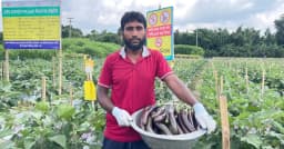 ধামরাইয়ে বিষমুক্ত বেগুন চাষে সফল শিক্ষক হান্নান