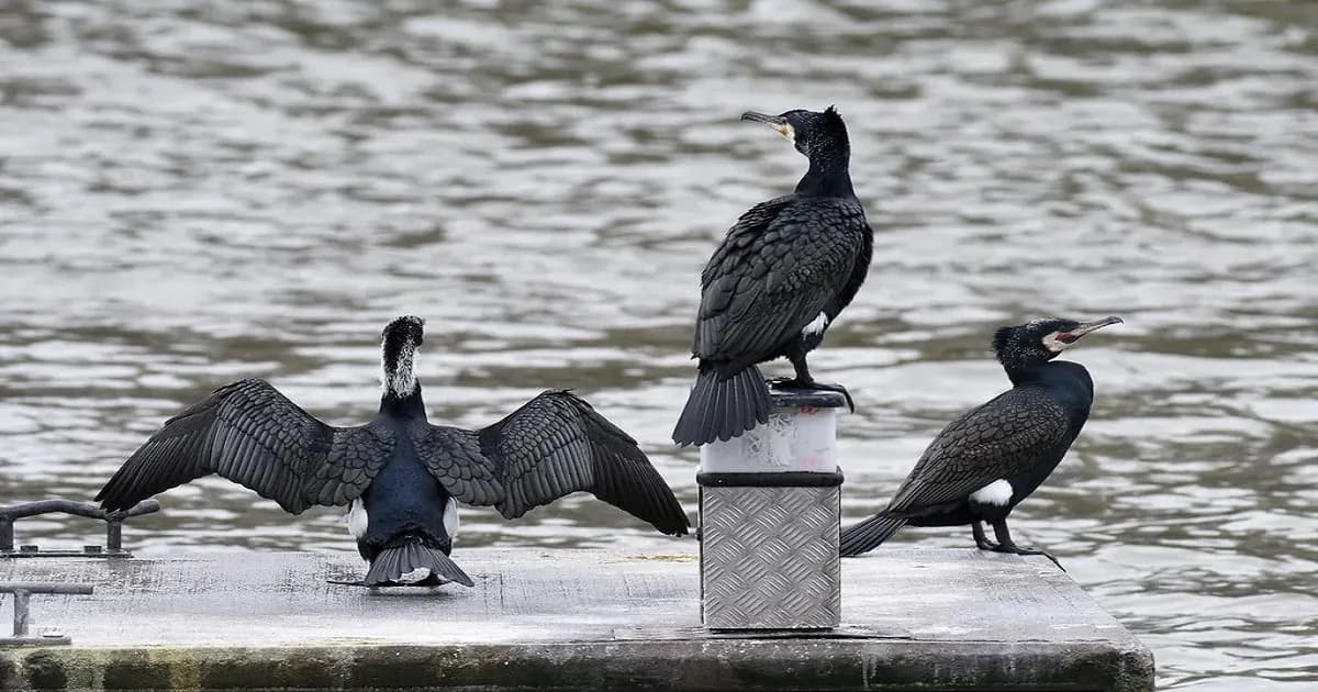 হারিয়ে যাচ্ছে জলাশয়ের প্রাণপ্রিয় পাখি পানকৌড়ি