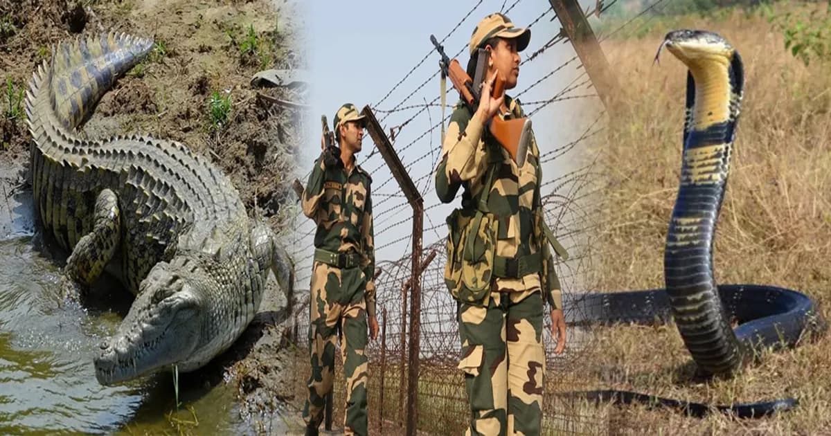বাংলাদেশ সীমান্তে কুমির ও বিষধর সাপ ছাড়তে চায় বিএসএফ!