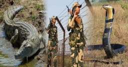 বাংলাদেশ সীমান্তে কুমির ও বিষধর সাপ ছাড়তে চায় বিএসএফ!