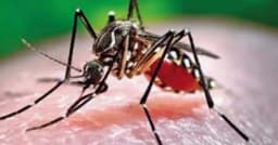 ডেঙ্গুতে আরও ৫ জনের মৃত্যু, হাসপাতালে ভর্তি ৭৯২ জন