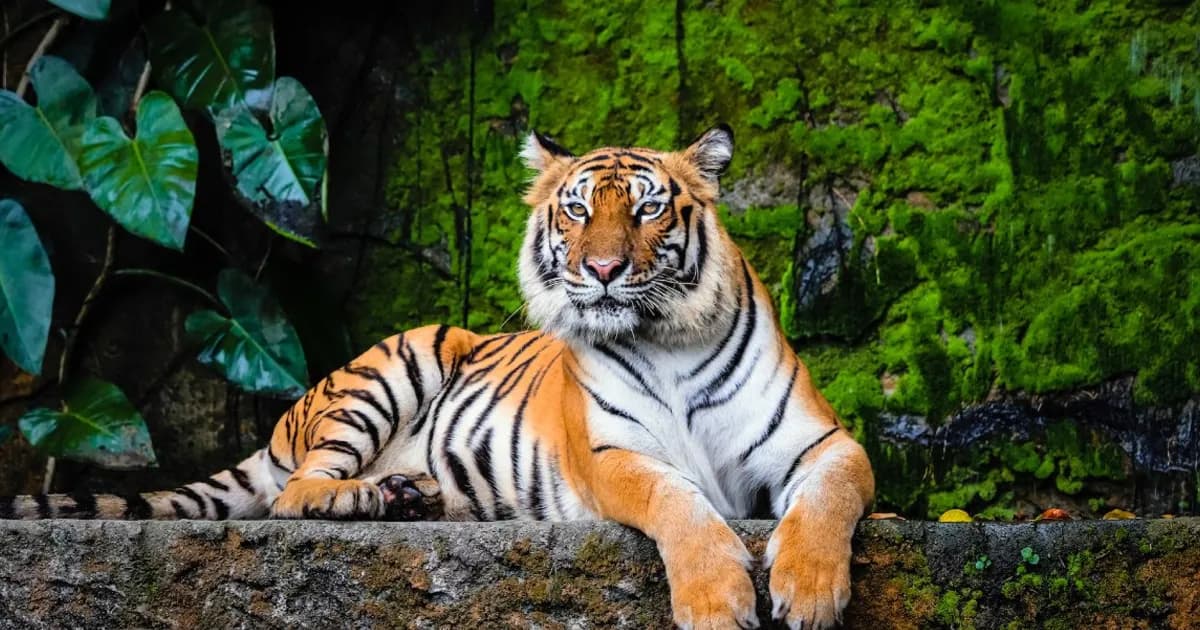 বিশ্ব বাঘ দিবস আজ: সুন্দরবনে বাড়ছে রয়েল বেঙ্গল টাইগার