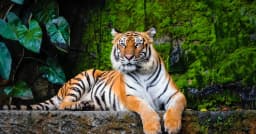 বিশ্ব বাঘ দিবস আজ: সুন্দরবনে বাড়ছে রয়েল বেঙ্গল টাইগার