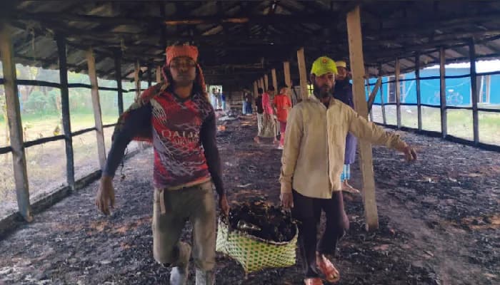 মিরসরাইয়ে পোল্ট্রি খামারে আগুন, পুড়ে ছাই ২৫০ মুরগির বাচ্চা