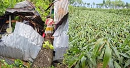 কালবৈশাখীতে লন্ডভন্ড ঠাকুরগাঁও, ঘরবাড়ি-ফসলের ব্যাপক ক্ষতি