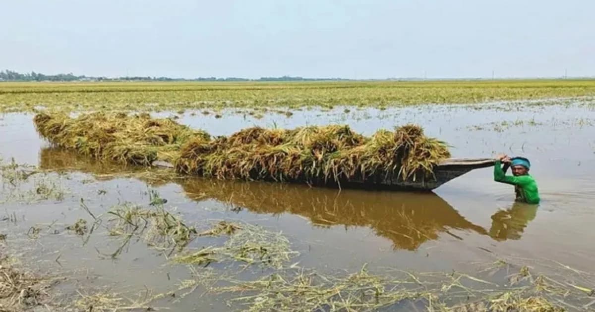 বৃষ্টিতে ক্ষতিগ্রস্ত কৃষকদের ৩ মাস সহায়তা দেবে সরকার: কৃষিমন্ত্রী