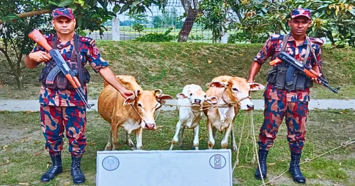 সীমান্তে বিজিবির পৃথক অভিযানে ইস্কাপ সিরাপ ও তিন গরু জব্দ