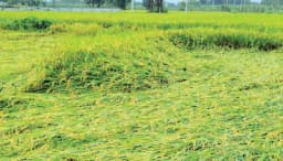 ঠাকুরগাঁওয়ে আমন ধানের ব্যাপক ক্ষতি