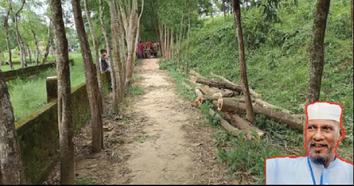 কবরস্থানের ৭৯টি গাছ কেটে বিক্রি করে দিলেন আওয়ামী লীগ নেতা