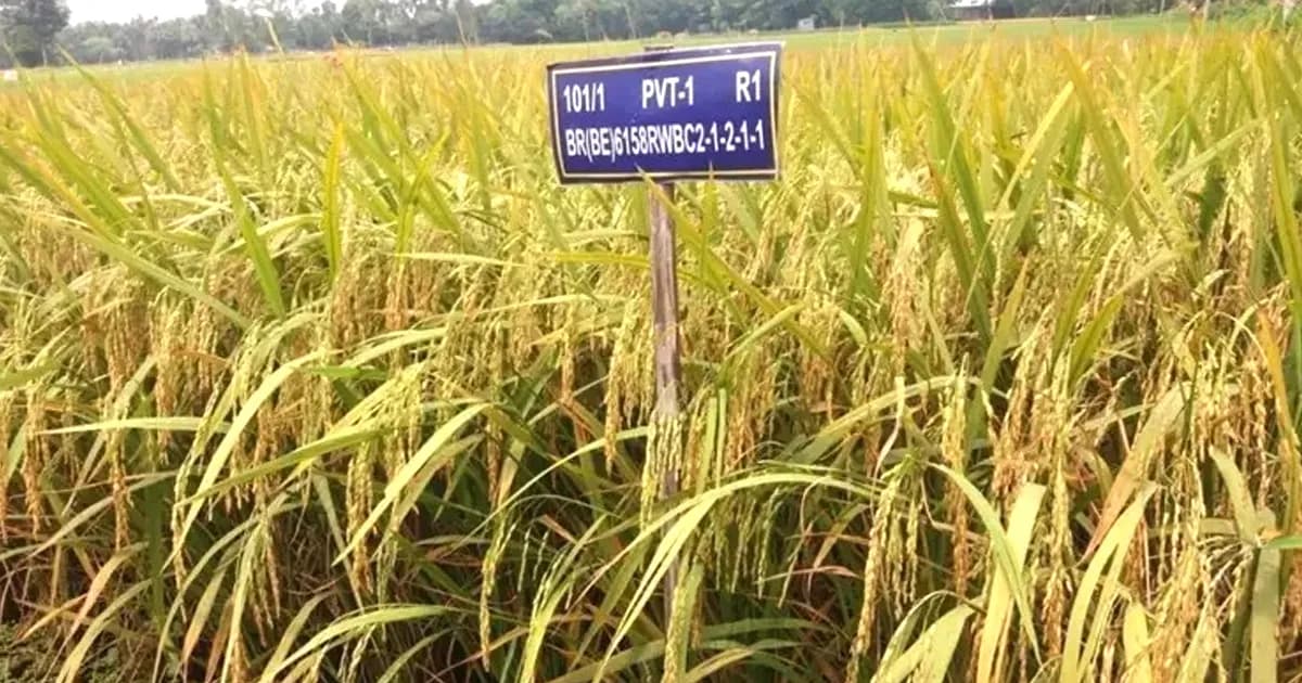 হাইব্রিড ধান-৯ ও ১০ খাদ্য নিরাপত্তা নিশ্চিতকরণে গুরুত্বপূর্ণ