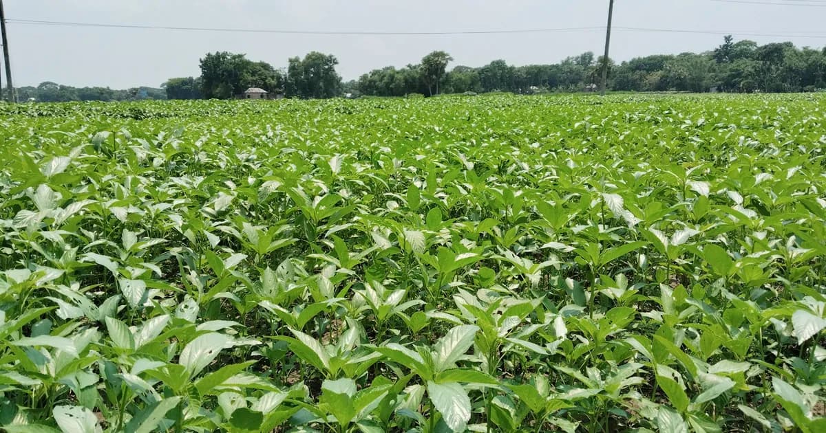 সালথায় মাঠজুড়ে এখন কৃষকের সোনালী স্বপ্ন পাটের সবুজ সমারোহ