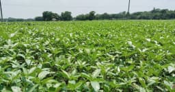 সালথায় মাঠজুড়ে এখন কৃষকের সোনালী স্বপ্ন পাটের সবুজ সমারোহ