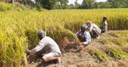 জীবননগরে বোরো ধান কাটার ধুম, শ্রমিক সংকটে দুশ্চিন্তায় চাষিরা