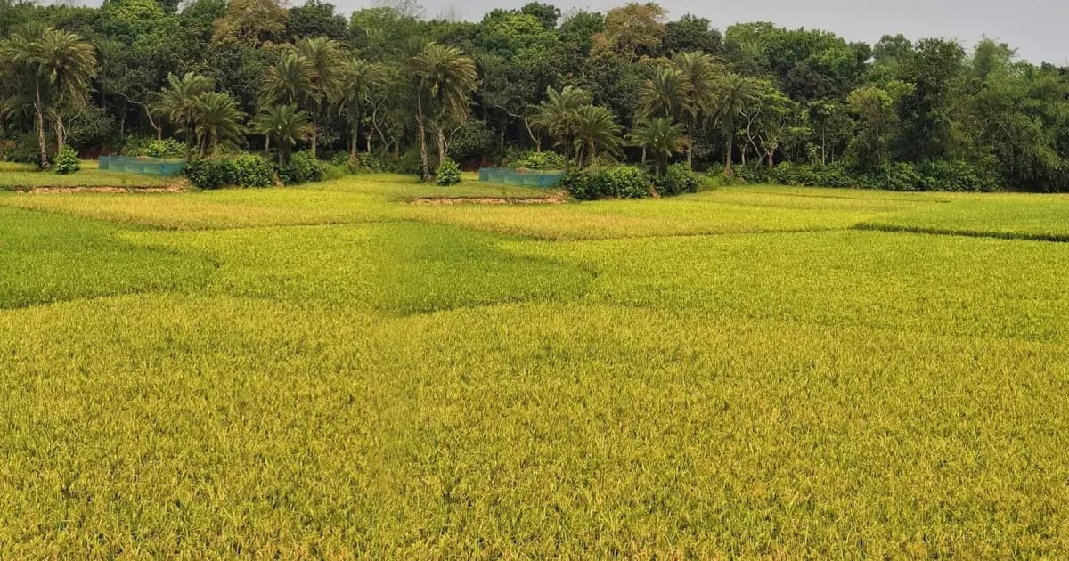 বাম্পার ফলনের পরও হাসি নেই কাপাসিয়ার কৃষকের মুখে