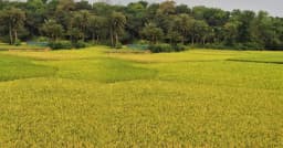 বাম্পার ফলনের পরও হাসি নেই কাপাসিয়ার কৃষকের মুখে