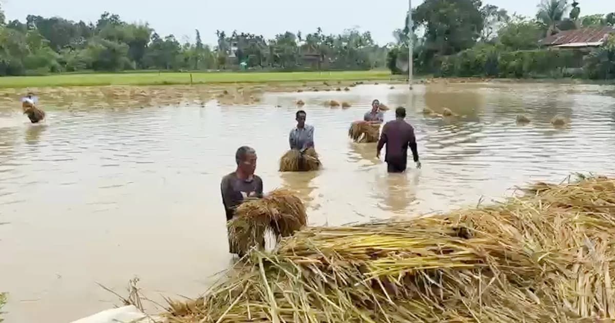 কালবৈশাখীর তাণ্ডবে দীঘিনালায় কৃষকের স্বপ্ন তছনছ