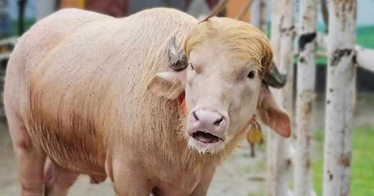 প্রাণে বাঁচল ‘ডোনাল্ড ট্রাম্প’, যা বলছে বিশ্ব গণমাধ্যম