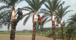 শীতের প্রস্তুতিতে খেজুর গাছ পরিচর্যায় ব্যস্ত গাছিরা