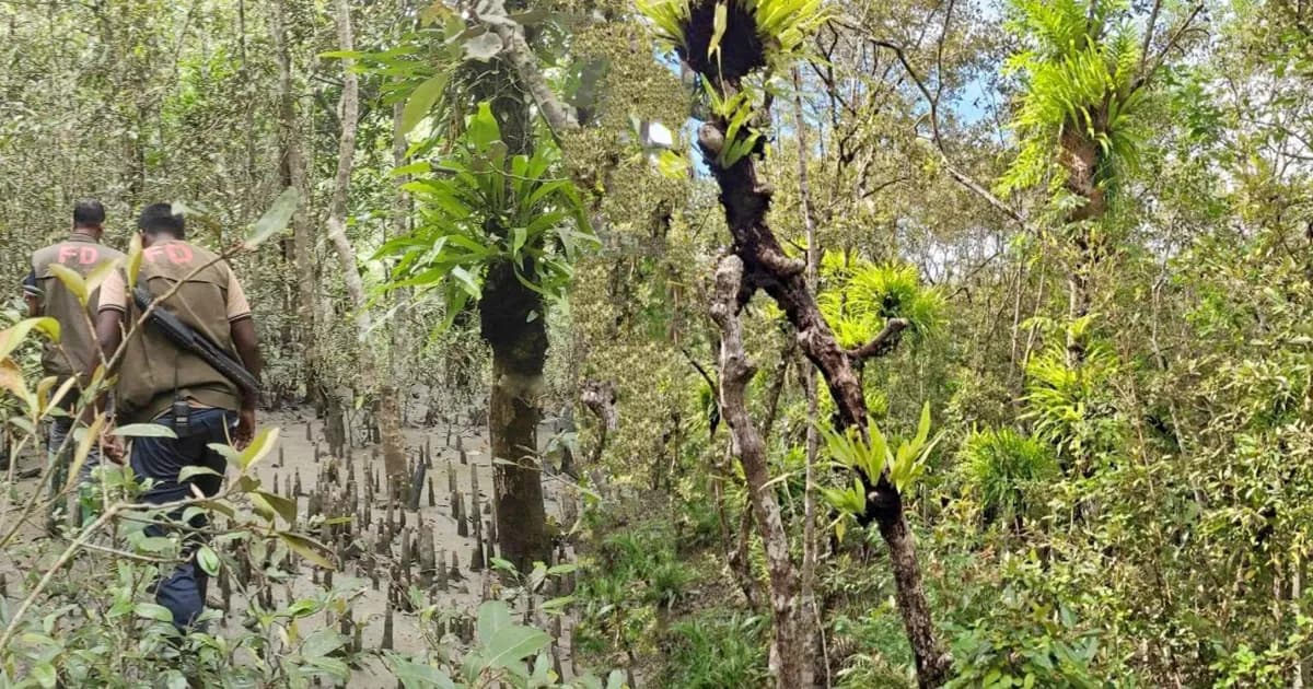 সুন্দরবনে নতুন বিপর্যয়: পরগাছার থাবায় আক্রান্ত ৩০ শতাংশ সুন্দরী গাছ