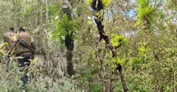 সুন্দরবনে নতুন বিপর্যয়: পরগাছার থাবায় আক্রান্ত ৩০ শতাংশ সুন্দরী গাছ