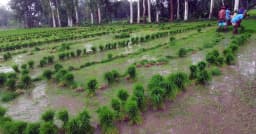 আমন চাষে ব্যস্ত কৃষক, জলাবদ্ধতা মোকাবিলায় দোগাছি পদ্ধতির ব্যবহার