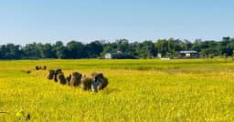 কুলাউড়ায় আমনের বাম্পার ফলন