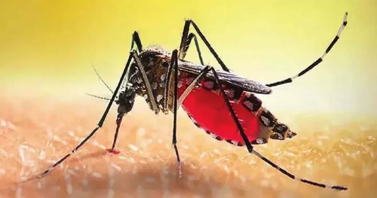ডেঙ্গুর প্রকোপ, এক সপ্তাহে ১৪ জনের প্রাণহানি