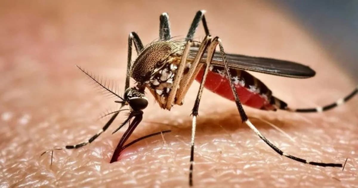 ডেঙ্গুতে আরও ৬ মৃত্যু, হাসপাতালে ভর্তি ১ হাজার ৪৯২