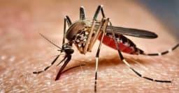ডেঙ্গুতে আরও ৬ মৃত্যু, হাসপাতালে ভর্তি ১ হাজার ৪৯২