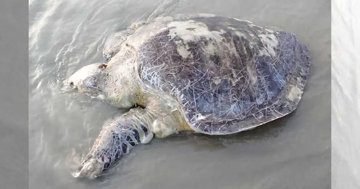কুয়াকাটা সৈকতে ভেসে এলো ৪০ কেজির বিরল প্রজাতির কচ্ছপ