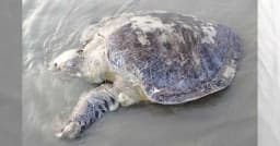 কুয়াকাটা সৈকতে ভেসে এলো ৪০ কেজির বিরল প্রজাতির কচ্ছপ