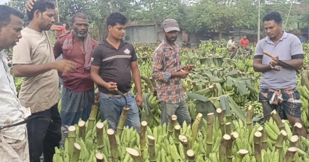 দশমাইলের কলার হাটে অতিরিক্ত খাজনা আদায়ের অভিযোগ কৃষকদের