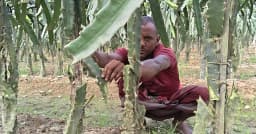 জীবননগরে চাষির স্বপ্নভঙ্গ, এক রাতে উজাড় ড্রাগন ফলের বাগান