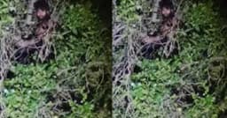 রাতে গাছের মগডালে উঠে হিংস্র প্রাণীর মতো চিৎকার অতঃপর..
