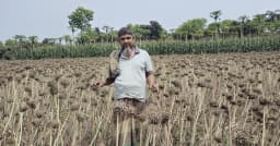 জীবননগরে কৃষি অফিসের উদ্যোগে শীতকালীন পেঁয়াজ বীজ উৎপাদন কার্যক্রম