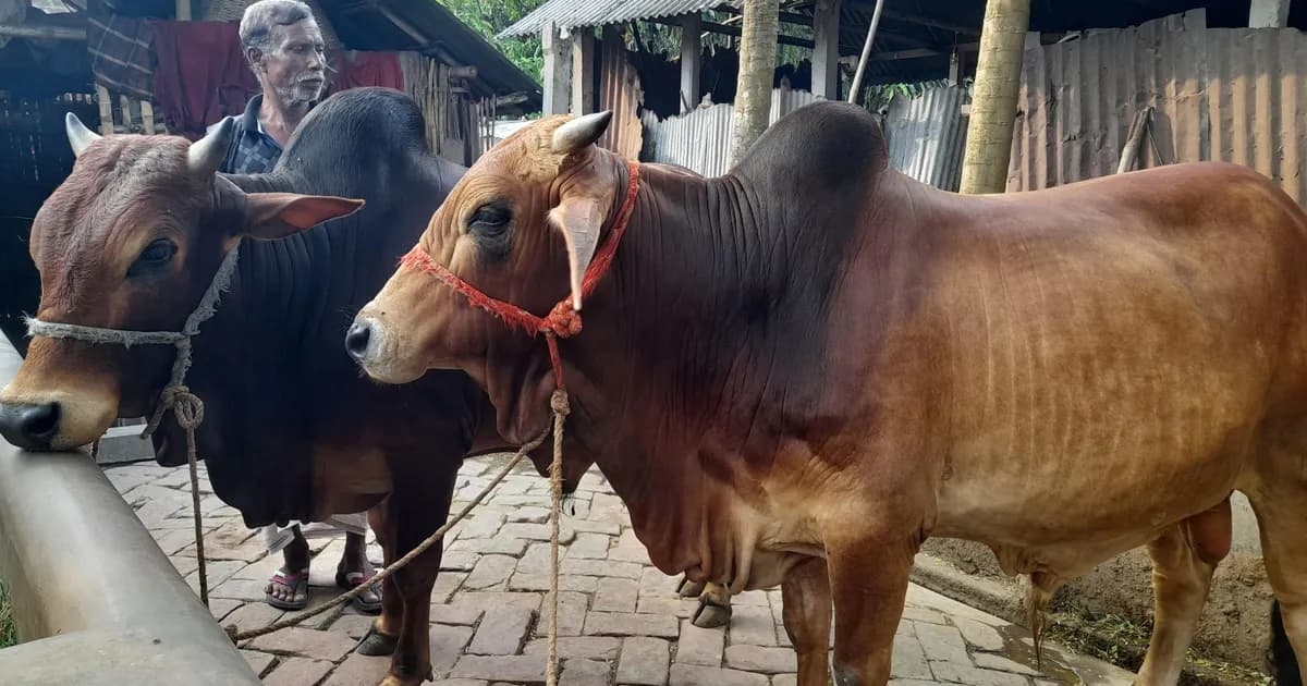 কুষ্টিয়ায় খামারিদের দুশ্চিন্তা, ঈদে গরুর ন্যায্যমূল্য না পেলে লোকসানের শঙ্কা