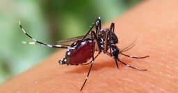 ২৪ ঘণ্টায় ডেঙ্গুতে আরও ৪ জনের মৃত্যু