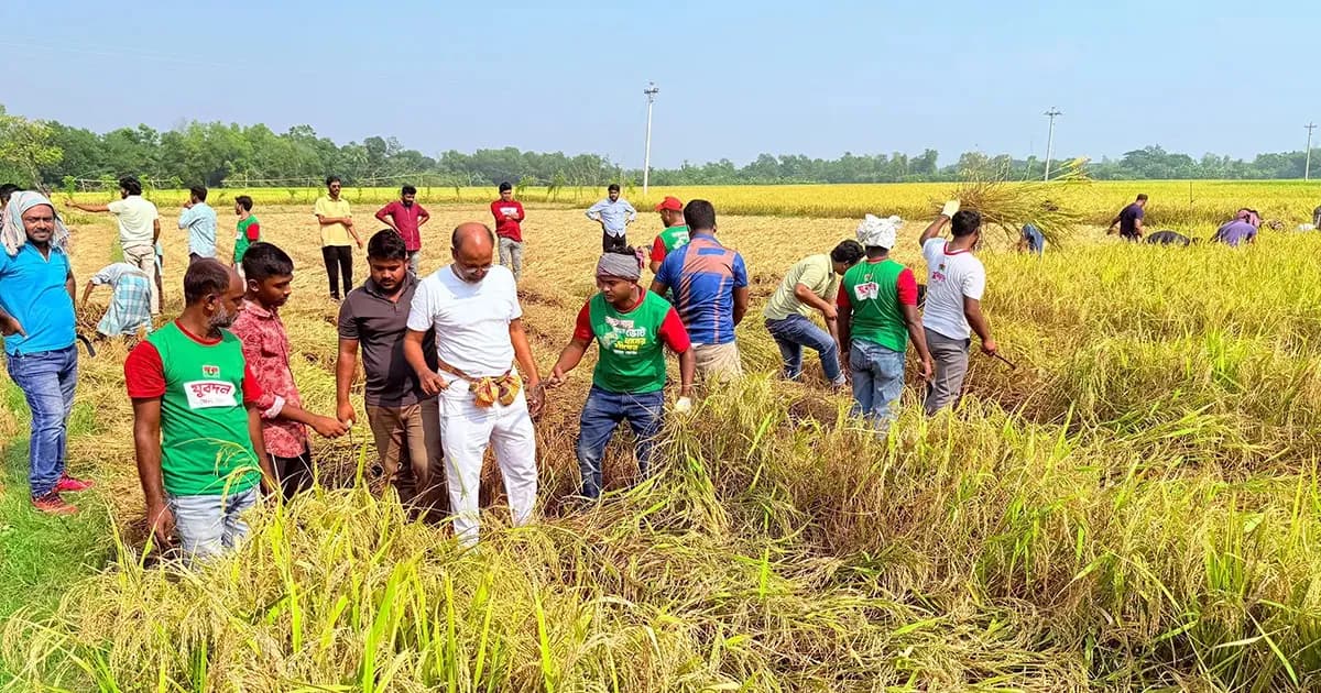 ২০ বর্গাচাষির ধান কেটে দিল বিএনপির নেতাকর্মীরা