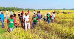 ২০ বর্গাচাষির ধান কেটে দিল বিএনপির নেতাকর্মীরা