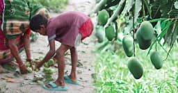 মাটিতে পড়ে থাকা আম কুড়ালেই ৫ লাখ টাকা জরিমানা!