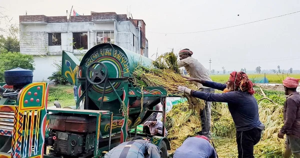 সরকারি গুদামে ধান দিতে প্রযুক্তির বেড়াজালে প্রান্তিক চাষিরা