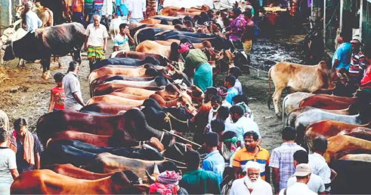 কোরবানির পশুর হাটে কমেছে দর, রাজস্ব ঘাটতির আশঙ্কায় চসিক