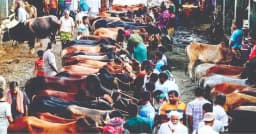 কোরবানির পশুর হাটে কমেছে দর, রাজস্ব ঘাটতির আশঙ্কায় চসিক